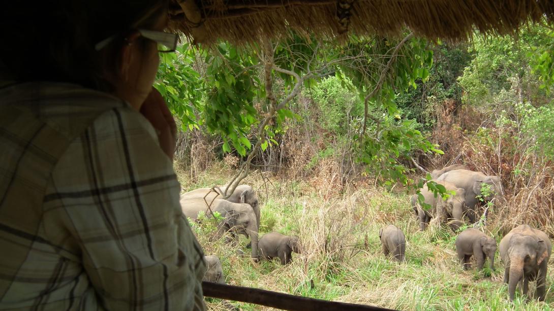 Conservation volunteer monitors an elephant herd in Sri Lanka. Volunteer observes an elephant herd from a Jeep in Sri Lanka.